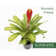 Sunmore | Vriesea (Bromeliad Plant - Red flower) Random send out