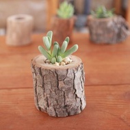【台灣樟木】多肉植物 原木花盆-1吋- 樹皮- 一般款