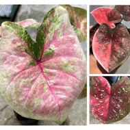 Pokok Keladi Thailand/Caladium Thailand