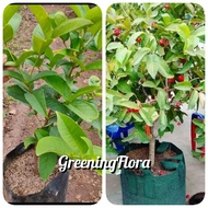 bibit jambu air kancing okulasi bibit jambu air merah kecil okulasi