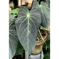 tanaman hias anthurium black mamba medium cvkhvr 5374ww