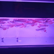 ikan arwana golden red RTG size 18 - 20 cm