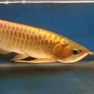 Ikan Arwana Super Red 37cm Berkualitas