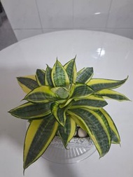 金邊虎尾蘭盆栽