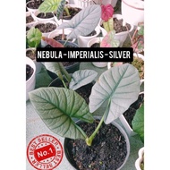 TANAMAN ALOCASIA NEBULA IMPERIALIS SILVER PREMIUM ALOKAS daryge 8049mq