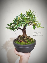 bonsai beringin california - ficus nerifolia 2 TBA5860