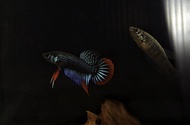 wild betta/ikan laga liar ori paya ada male dan female