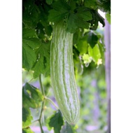 10pcs seeds BUAH PERIA HIJAU panjang BALSAM PEAR potted friendly
