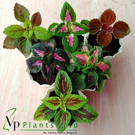 【4 POT RP 4000】PROMO 4 TANAMAN MIANA COLEUS IMPORT COD MURAH - AMANAH GARANSI HIDUP SAMPAI TUJUAN