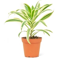 Dracaena reflexa 'Variegata', "Song of India" (0.4m)