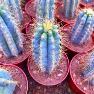 Blue Column Cactus Column Cactus Cactus Succulents Combination Small Potted Plant 4.1