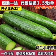 现货*荷兰水果黄瓜种子无刺小黄瓜种籽四季阳台盆栽菜籽庭院蔬菜种子孑Dutch Fruit Cucumber Seeds Gherkin Seeds20260321