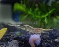 【JD.爵的蝦坊】霸王槍蝦 長鼻槍蝦飼料