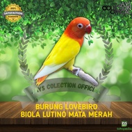 BURUNG LOVEBIRD BIOLA LUTINO MATA MERAH