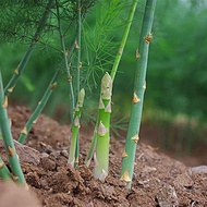 Malaysia Stock Fast Shipping Akar / crown asparagus 3 Tahun 三年芦笋根