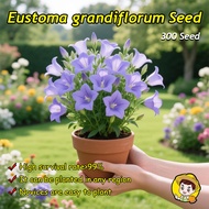 (Fast Growing 300pcs) Assorted Colours Eustoma Grandiflorum Flower Seeds for Sale Potted Eustoma Lis