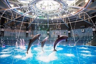【日本】東京｜品川水族館門票Maxell Aqua Park