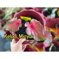 🌸MLG•Keladi Murah🌸Keladi Minyak | Red Oil🌸Caladium Keladi 彩叶芋｜RWAL LIVE PLANT