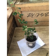 ♞,♘,♙Tsaang Gubat plant with roots - 1 pc