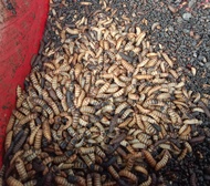 50g LIVE MAGGOT(HIDUP) UNTUK  GECKO PACMANCHANNAIGUANAHEDGEHOG N SEBAGAINYA