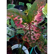 Caladium/ID:Butterfly/Keladi