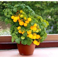 Cherry Tomato Venus 20 to 30 Seeds Dwarf Vegetable Heirloom Specially Sourced For SG