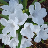 Ruellia brittoniana(dwarf: white flower)live plant