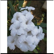 pokok Ruellia putih renek pokok hidup