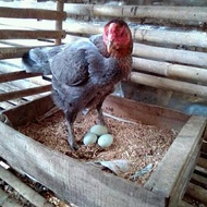Telur ayam Birma Asli hijau