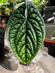 [Black Friday offer] Anthurium luxurians 奢華花燭 兩葉一芽