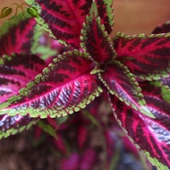 【Bayar Ditempat】MIANA EKOR NAGA KUNING COLEUS PREMIUM Bisa Pilih Warna Dan Jenis Lainnya COD - Tanam