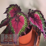 Tanaman Hias Bunga Begonia - Begonia Rex Queen - Daun Begonia Queen -