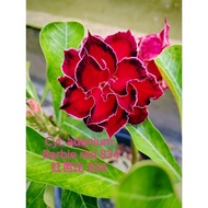 adenium kemboja ID834 barbie red 红芭比834