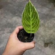 Aglaonema Asri white 10 Desember 2021