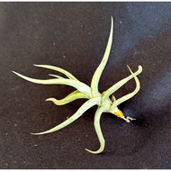 Airplant Tumbuhan Udara Tillandsia Sales T.Funebris 空气草 空气凤梨 霸王