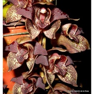 1 Bushy pot | Grammatophyllum Stapeliiflorum | Grammatophyllum Species