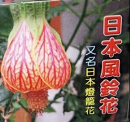 日本燈龍花🏮日本楓龍燈 實物拍攝 小品盆栽