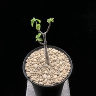SG2403-紅皮橄欖/奧比克沒藥實生株🔥多肉植物小盆栽禮物🔥
