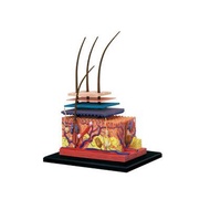 4D MASTER Human Model eslite