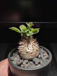 惠比須大黑 惠比大黑 惠比壽大黑 Pachypodium densiflorum x brevicaule  — 塊根, 多肉, 植物