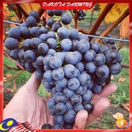 Anak Pokok Anggur Tasmania Grape Pokok Premium Lebat Berbuah