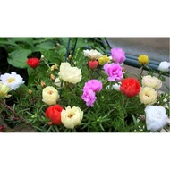 Ten o'clock flower seeds