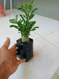 PROMO!!! BONSAI ADENIUM ARABICUM-bibit tanaman bonsai adenium arabicum