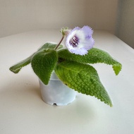 苦苣苔 喜蔭花 藍天堂植物連盆 Episcia