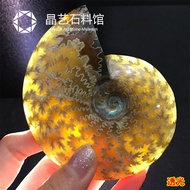 4.6 Madagascar Natural Spotted Snail Fossil Transfer Snail Ammonite Conch Ancient Biological Fossil 