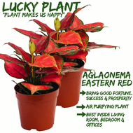 [LOCAL SELLER - Live Plant] Bundle Aglaonema Eastern Red Houseplant Lucky Plant Indoor Air Purifier