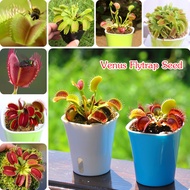 Ready Stock Good Quality Venus Flytrap Seeds for Planting (50 Seeds Per Pack）Balcony Bonsai Dionaea 