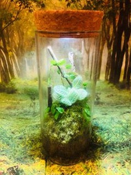 迷你植物玻璃瓶 苔蘚微景觀 小葉霹靂 苔蘚生態瓶 植物擺件 桌面擺設 辦公室擺設