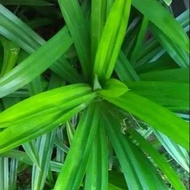 Sahabatalam Sell Pandan Leaves Leaves Leaves