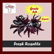 (FROM FARM) Organic Fresh Roselle/Roselle Segar/Bunga Roselle 1kg